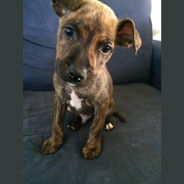 Photo of Axl: 9 Week Old Male Pup