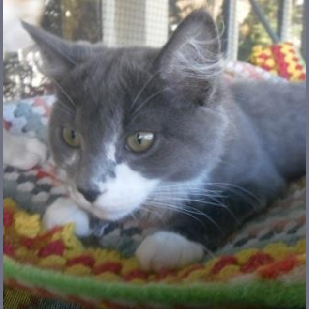 Photo of Rascal