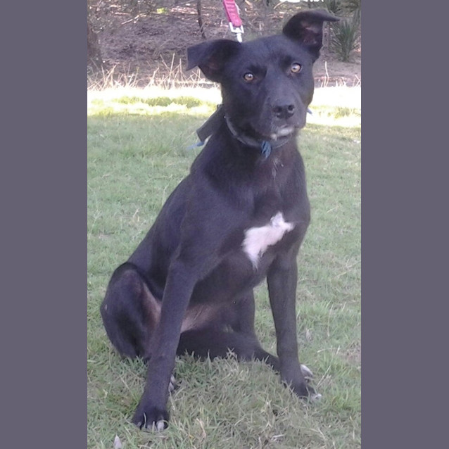 Photo of 091 3585 Sooty