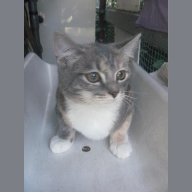 Photo of Angel