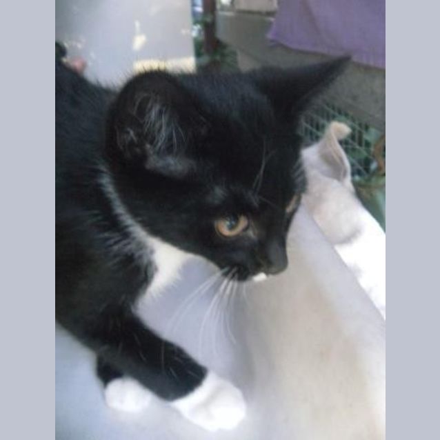 Photo of Otto