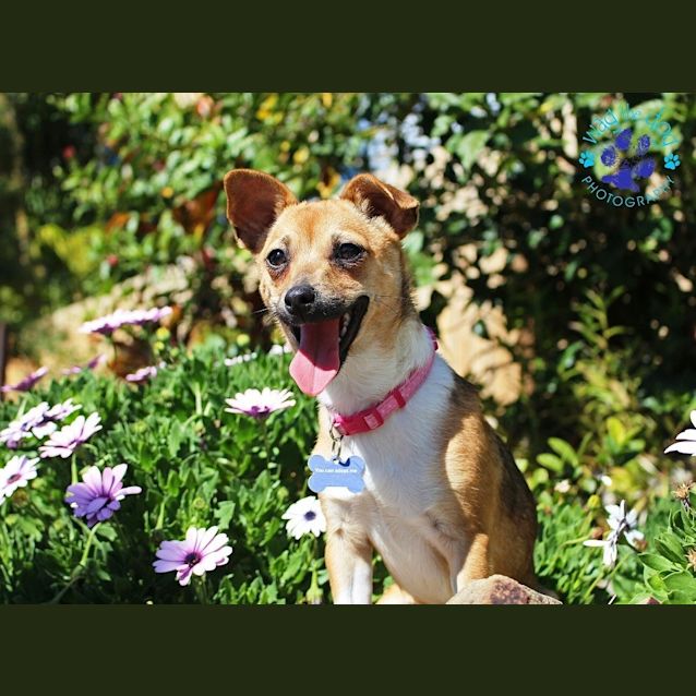 Photo of Gracie