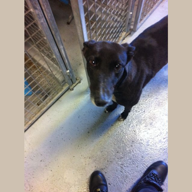 Photo of Terrific And Fabulous "Tilly". Brisbane Based