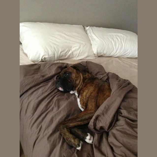 Photo of Bruno