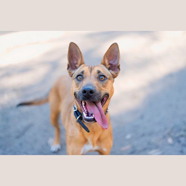 Photo of Gypsy