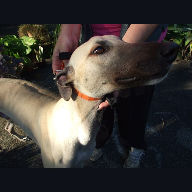Photo of Sweetest "Rusty".  Cat Friendly, Brisbane