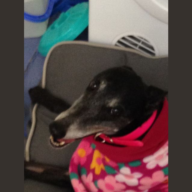 Photo of Easy Going "Sapphire".  Brisbane Based