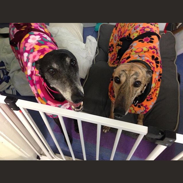 Photo of Easy Going "Sapphire".  Brisbane Based