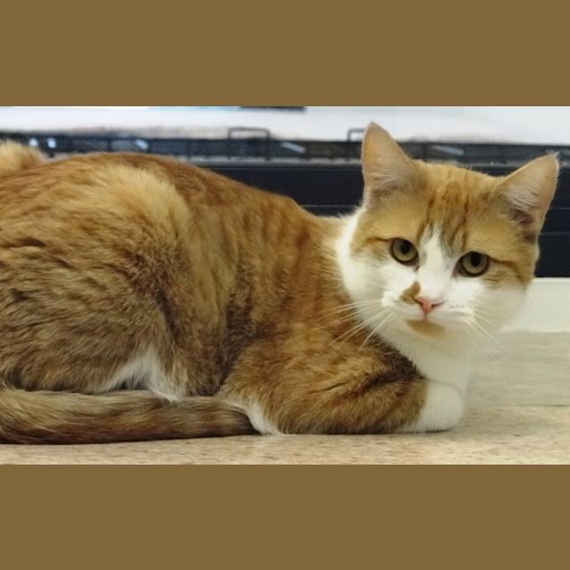 Photo of Goose