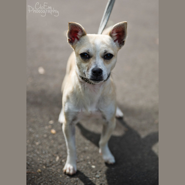 Photo of Chilli