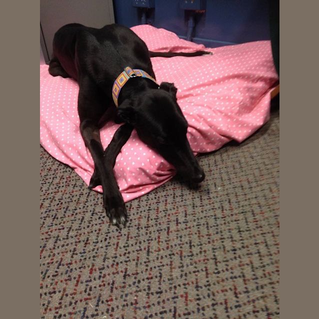 Photo of Oh, "Kandy" Baby!  Cat Friendly, Brisbane