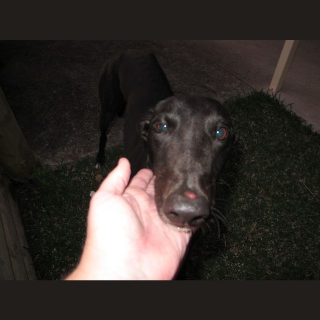 Photo of Oh, "Kandy" Baby!  Cat Friendly, Brisbane