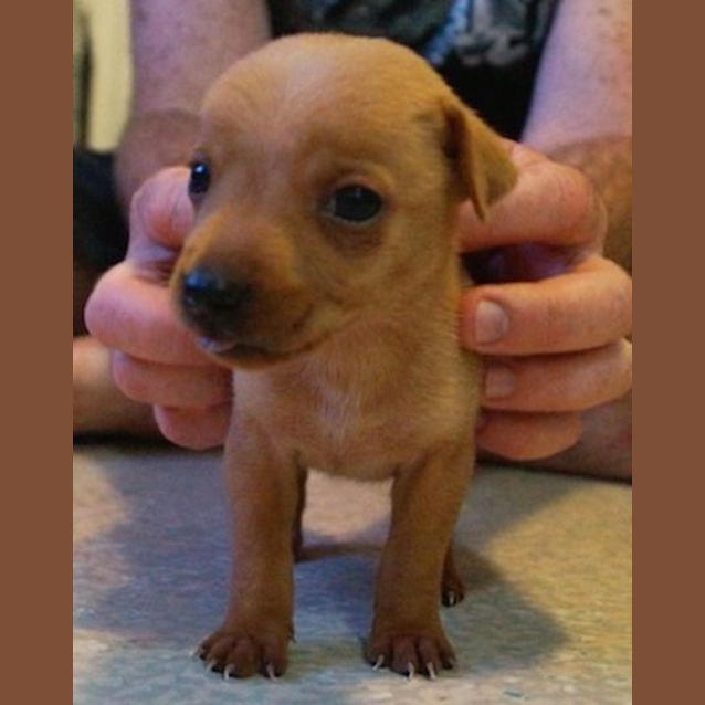 Photo of Frankie(nd272)
