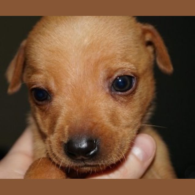 Photo of Frankie(nd272)