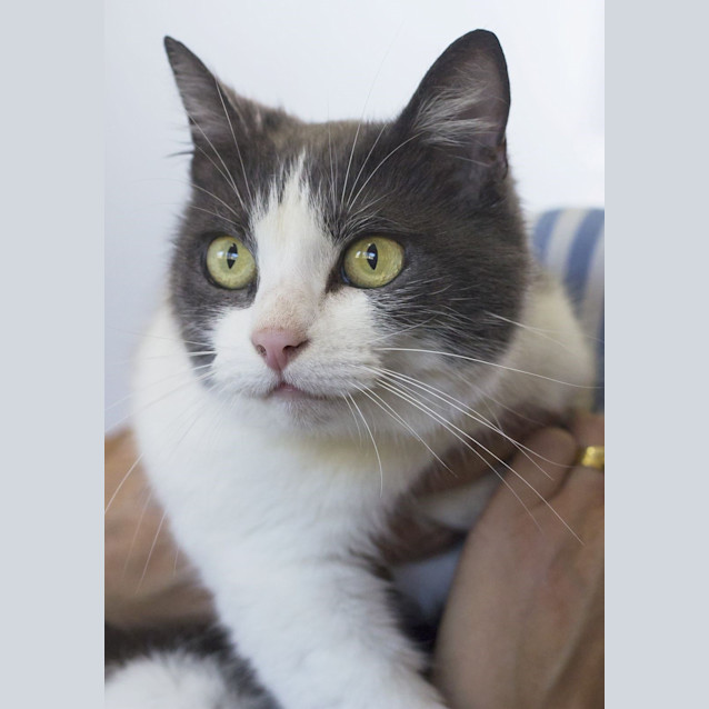 Photo of Bluebell