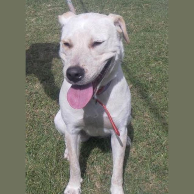Photo of Honey
