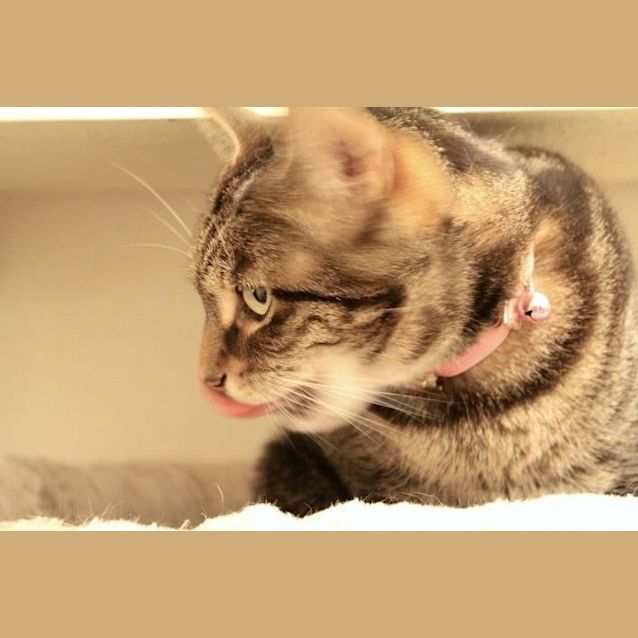 Photo of Lilka