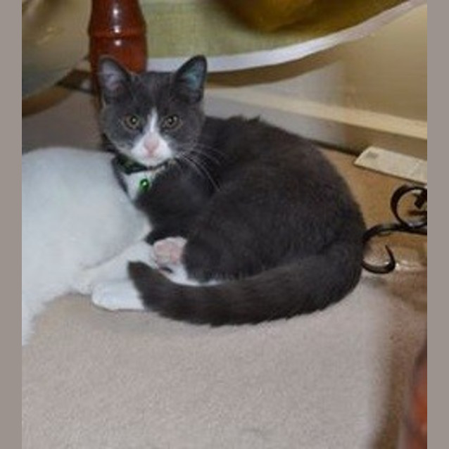 Photo of Checkers