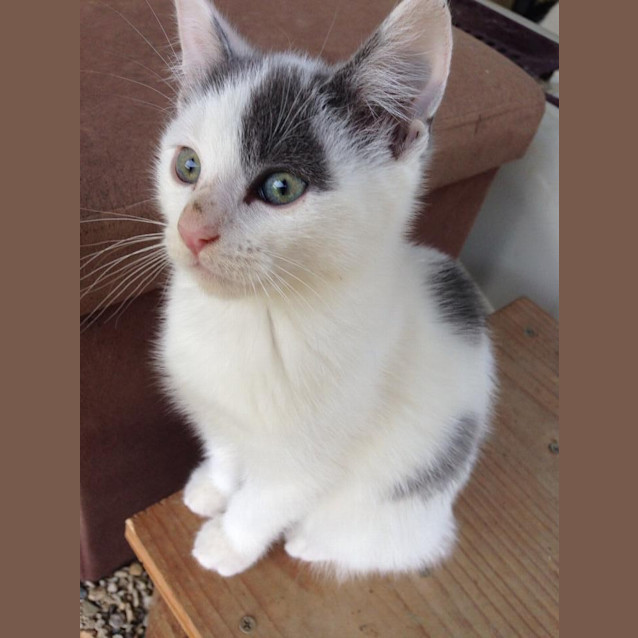 Photo of Winston
