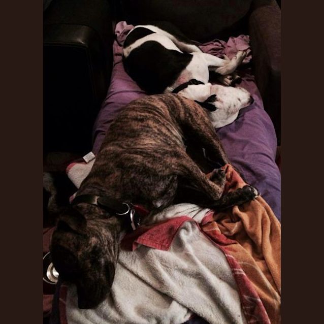 Photo of Sheba