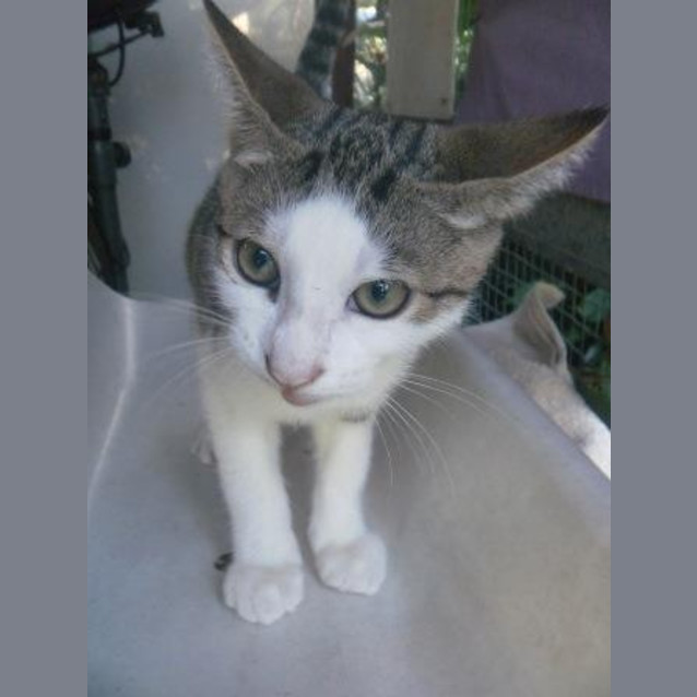 Photo of Koopa