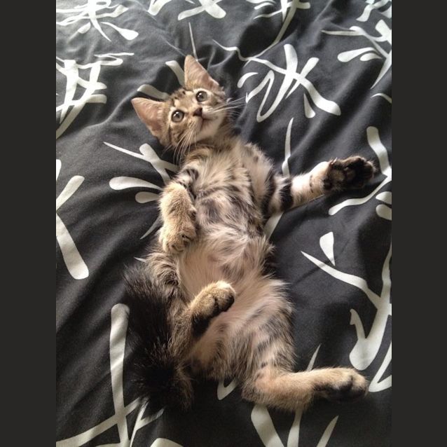 Photo of Juno