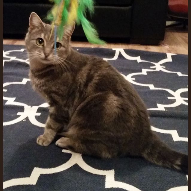 Photo of Peaches