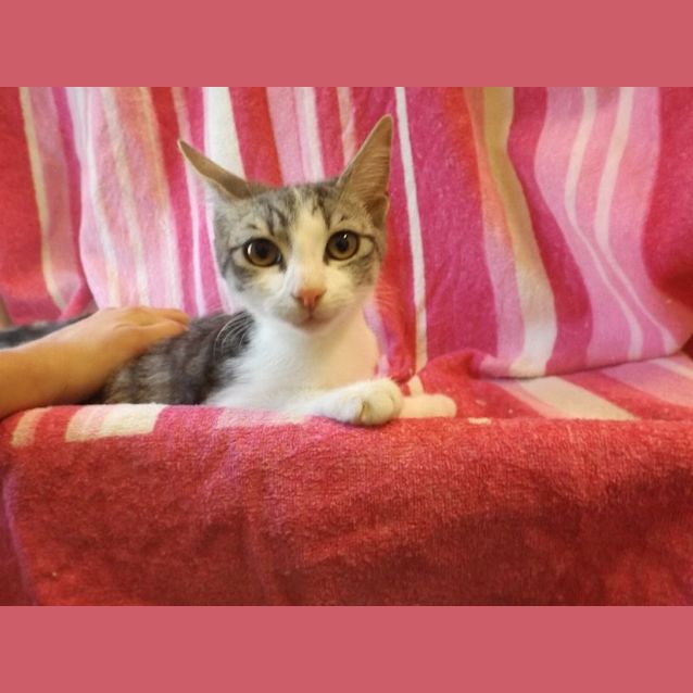 Photo of Stripes