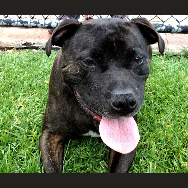 Photo of Tonka