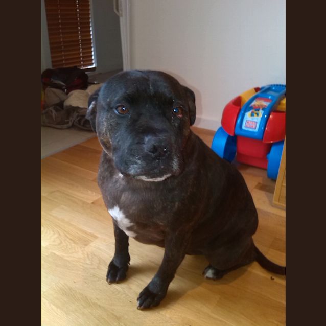 Photo of Tonka