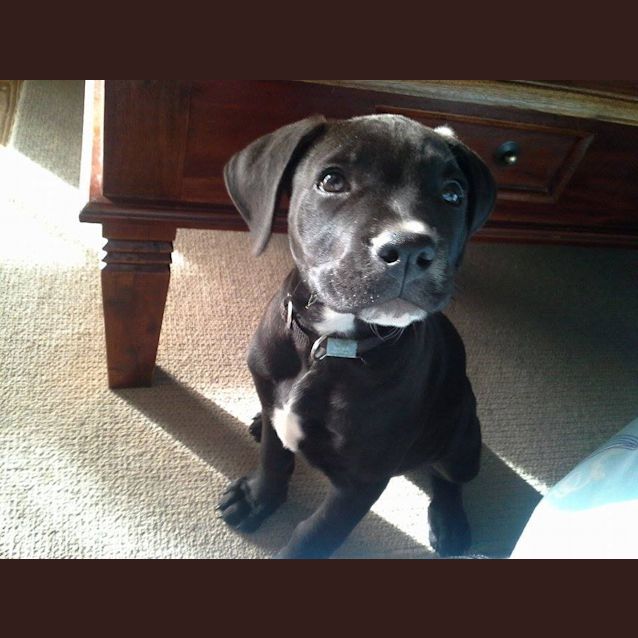 Photo of Scout