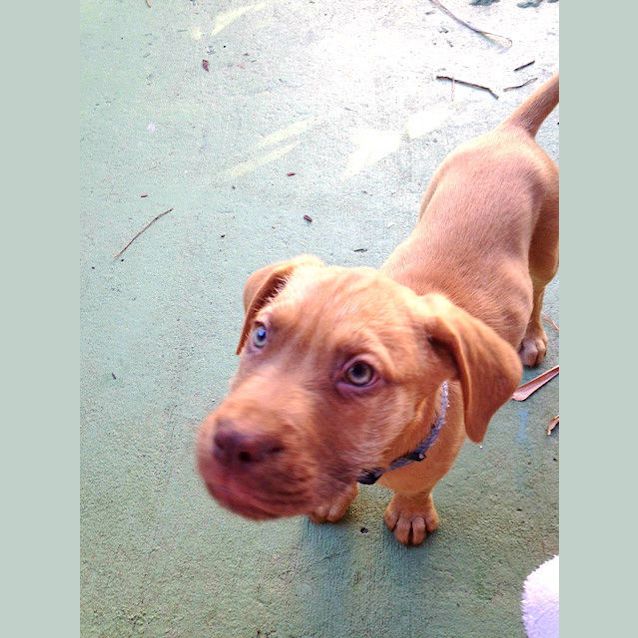 Photo of Drogo