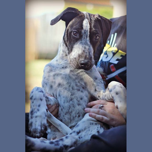 Photo of Sadie