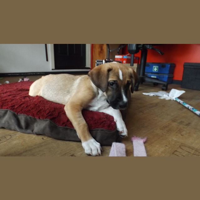 Photo of Pop Cute Cuddly Happy Puppy