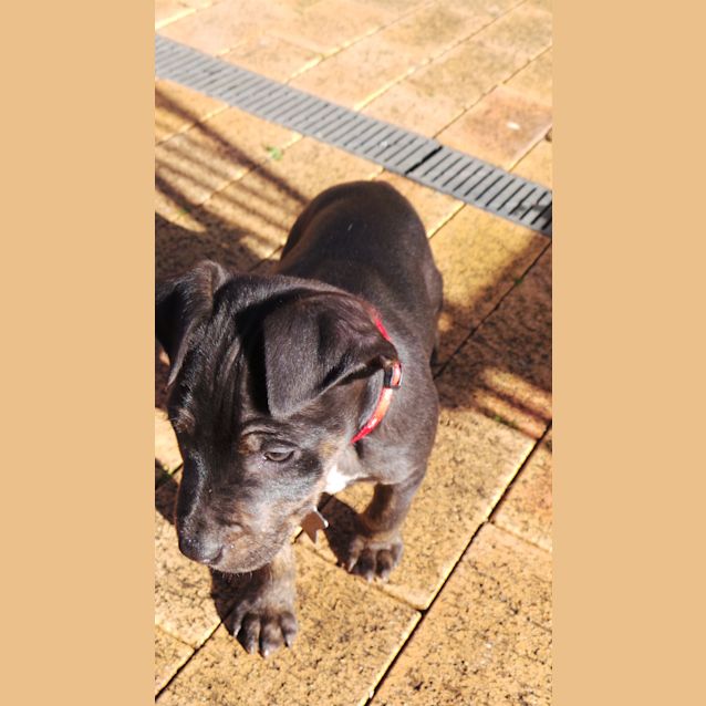 Photo of Diesel: 9 Week Old Pup