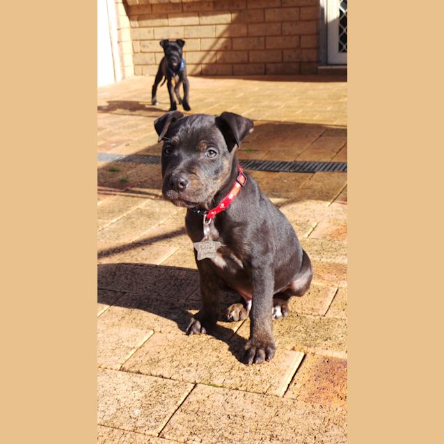 Photo of Diesel: 9 Week Old Pup