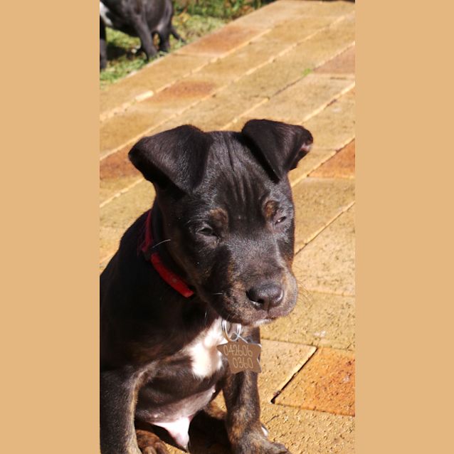 Photo of Diesel: 9 Week Old Pup