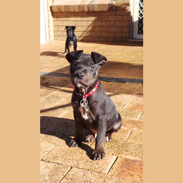 Photo of Diesel: 9 Week Old Pup