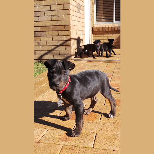 Photo of Diesel: 9 Week Old Pup