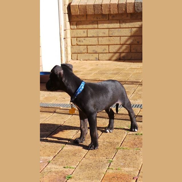 Photo of Jet: 9  Week Old Pup