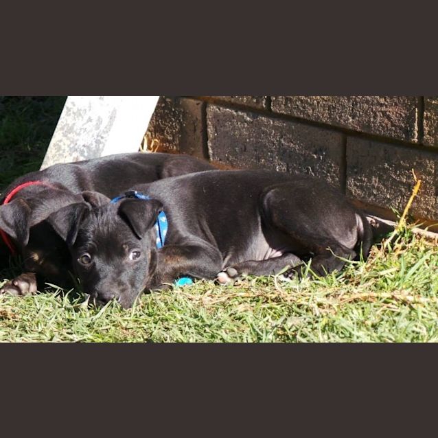 Photo of Jet: 9  Week Old Pup