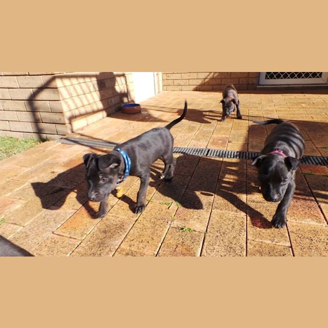 Photo of Jet: 9  Week Old Pup