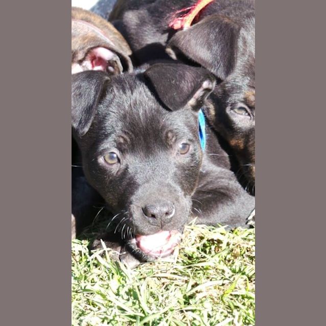 Photo of Jet: 9  Week Old Pup