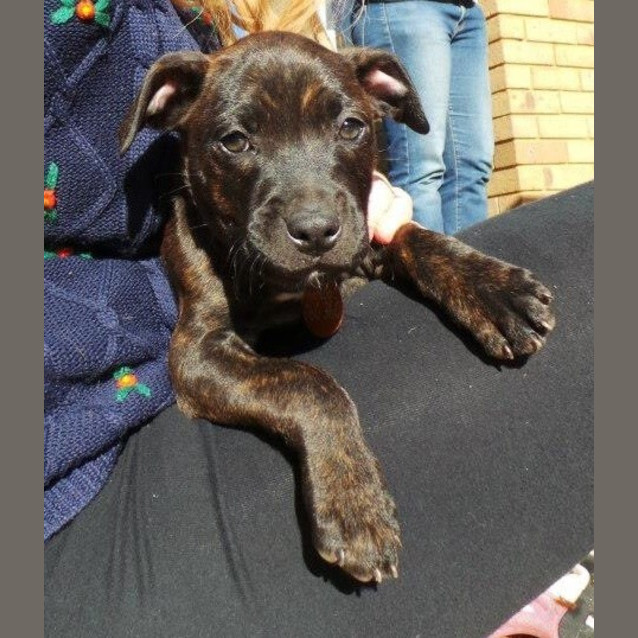 Photo of Shiloh: 9 Week Old Female