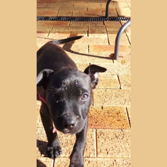 Photo of Shiloh: 9 Week Old Female