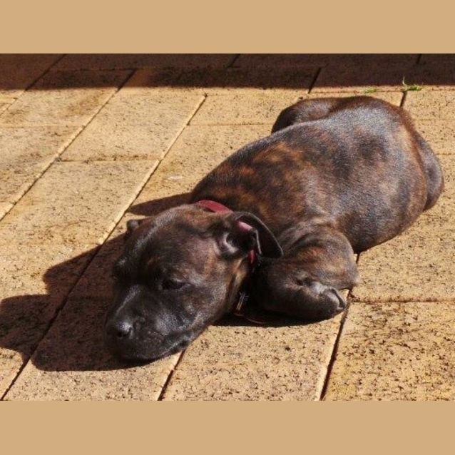 Photo of Shiloh: 9 Week Old Female