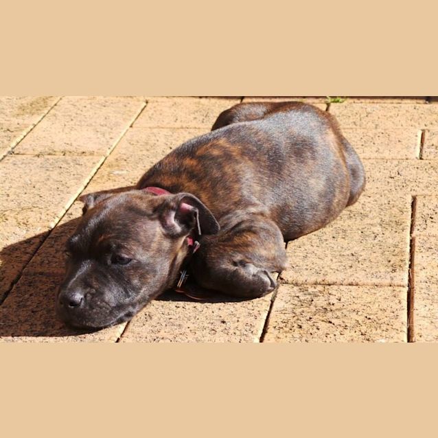 Photo of Shiloh: 9 Week Old Female