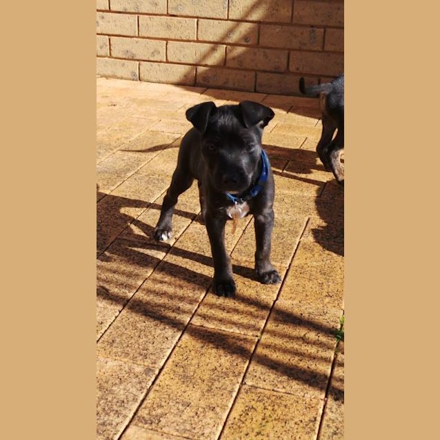 Photo of Jet: 9  Week Old Pup