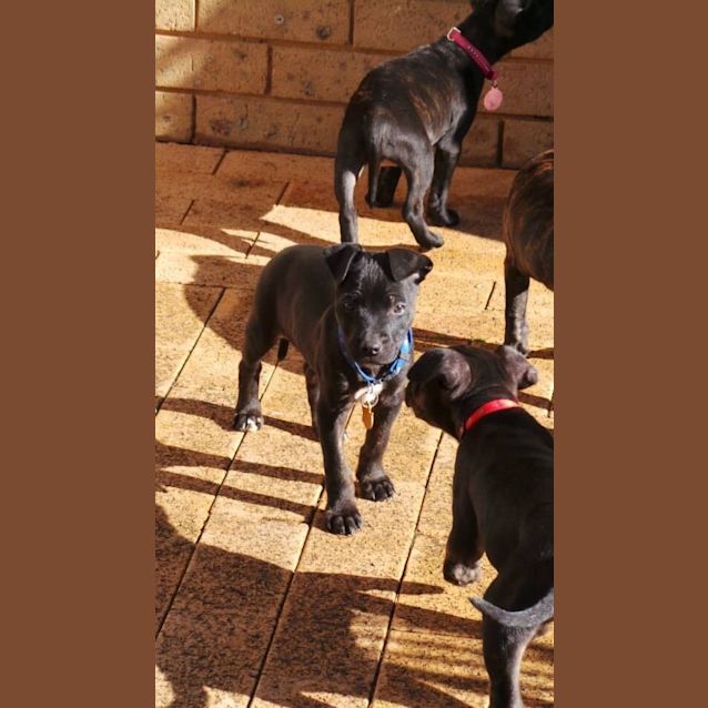 Photo of Jet: 9  Week Old Pup