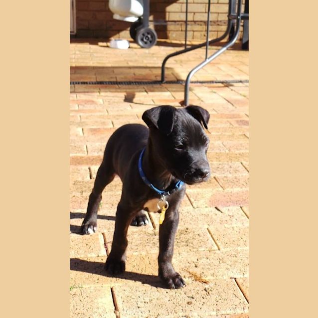 Photo of Jet: 9  Week Old Pup